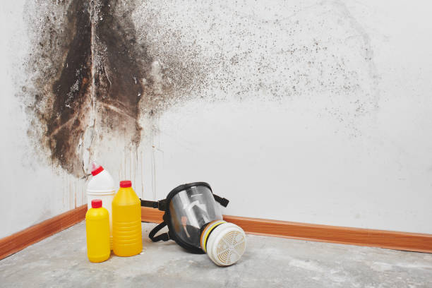 Best Insurance-Related Mold Remediation in Meron Park, CA