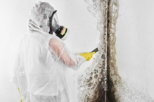 Best Residential Mold Remediation in Meron Park, CA