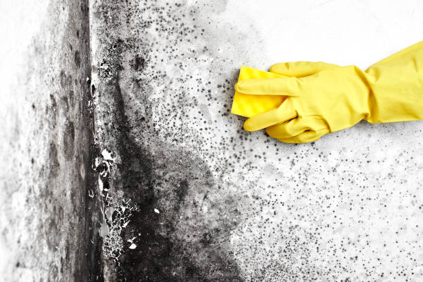 Best Residential Mold Remediation in Meron Park, CA