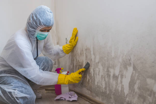 Best Mold Testing and Inspection Services in Meron Park, CA