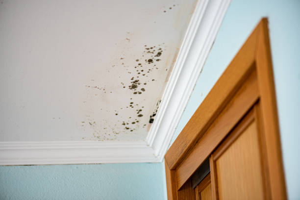 Best Post-Flood Mold Remediation in Meron Park, CA