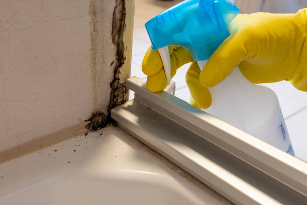 Mold Remediation for Specific Building Types