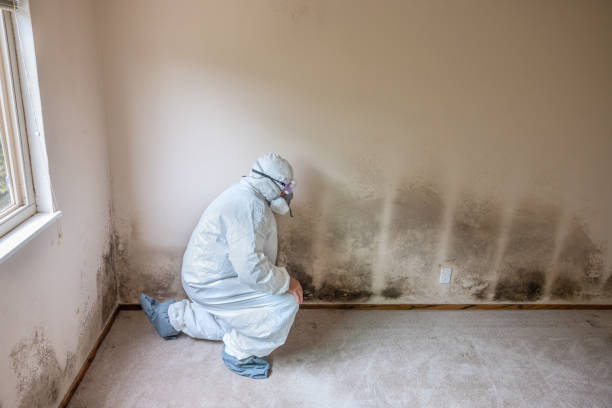 Best HVAC Mold Remediation in Meron Park, CA