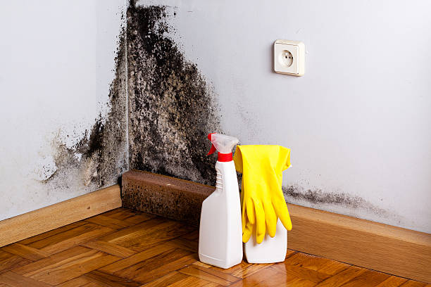 Best Industrial Mold Remediation in Meron Park, CA