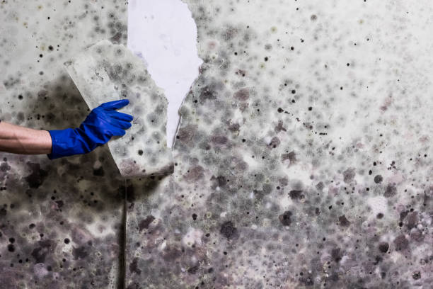 Best Basement Mold Remediation in Meron Park, CA